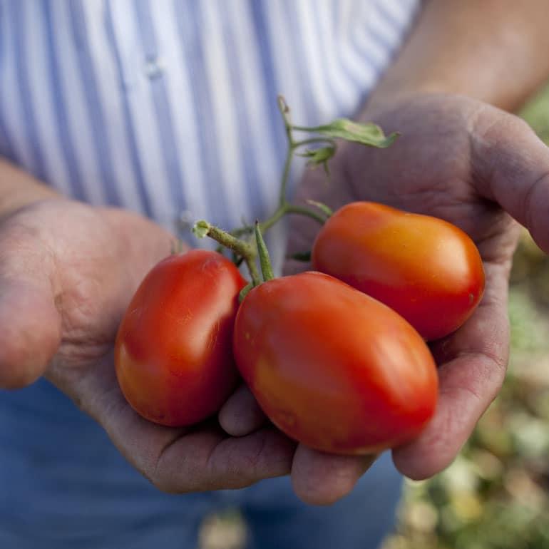 Close-up shot of two hands holding three organic Roma tomatoes.