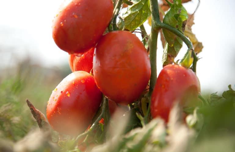 Muir Glen Organic tomatoes with dew hanging on the vine.