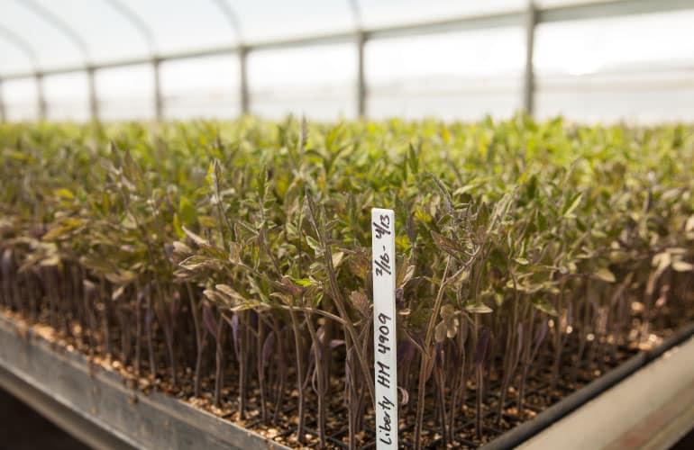 Baby tomato plants in a nursery.